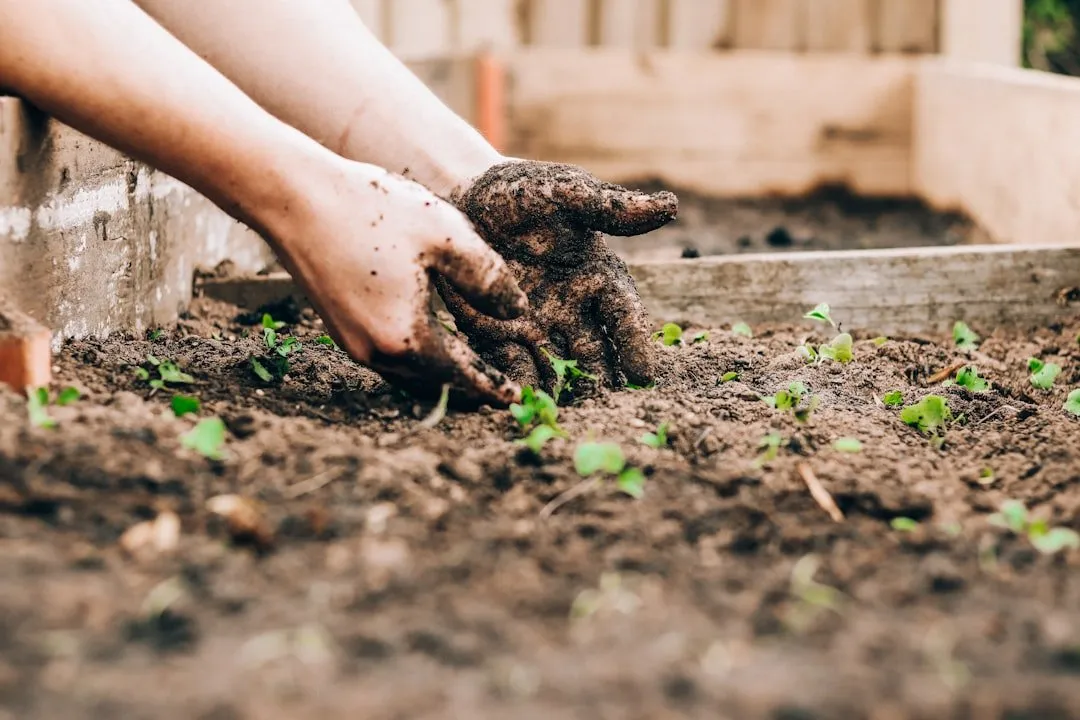 Photo Ghidul complet pentru a-ți transforma grădina într-un spațiu smart și eco-friendly
